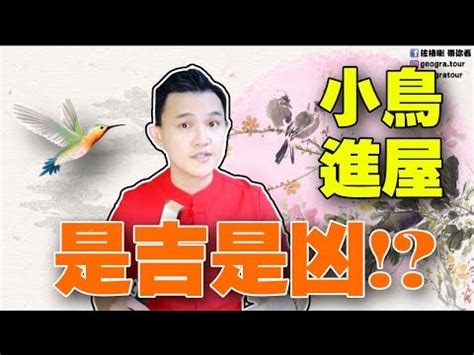 小鳥飛進店裡|【家裡出現鳥】家裡鳥進來有什麼好兆頭？自來鳥寓意大公開！